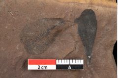 Foto (Detailansicht) von Sclerotium sapotacitidis Ettingshausen (NHMW-GEO-2024-0188-0091)